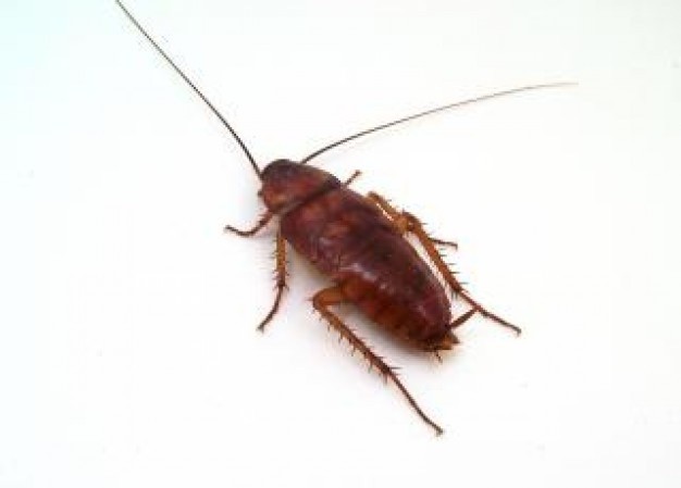 Alldone Pest Control