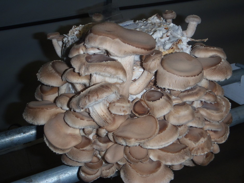 Barron Mushrooms