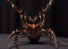 Expert Pest Control