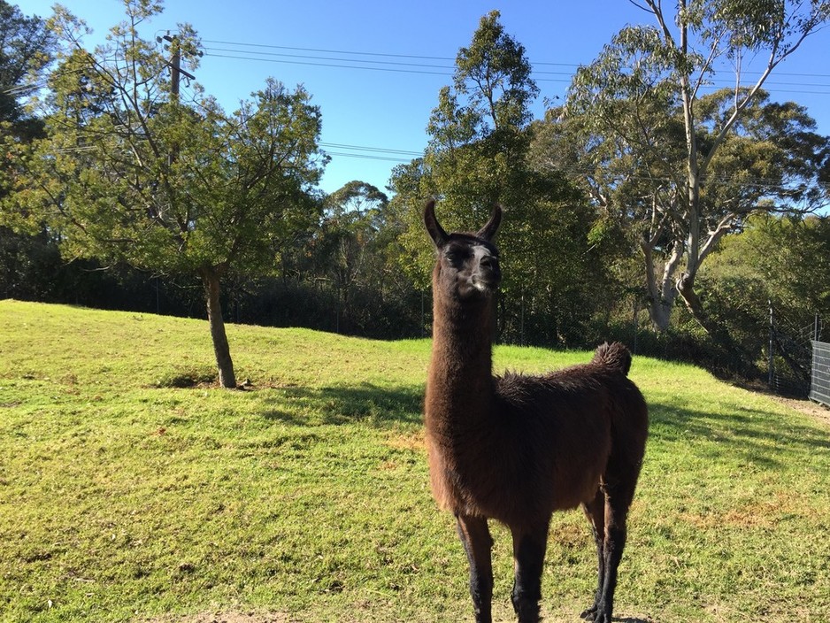Symbio Wildlife Gardens