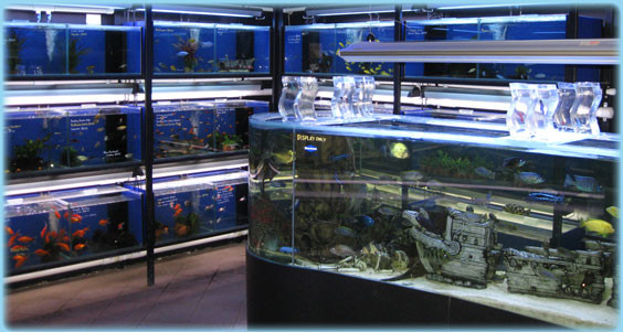 The Aquarium Factory Outlet