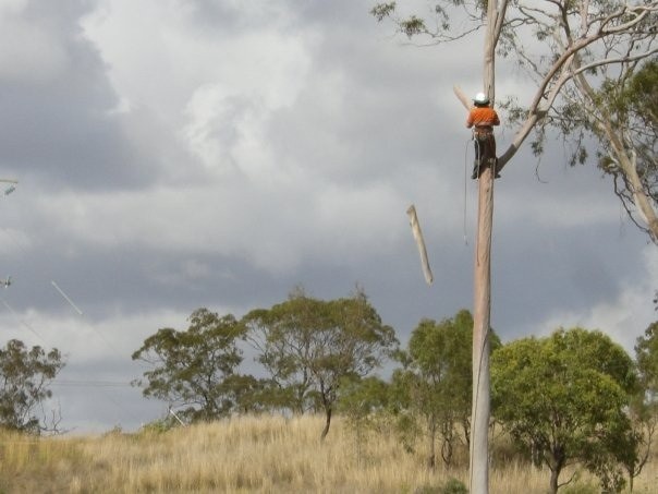 All Tree And Palm Trimming And Removal