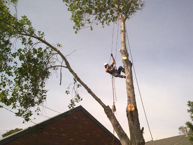 Red Back Tree Services