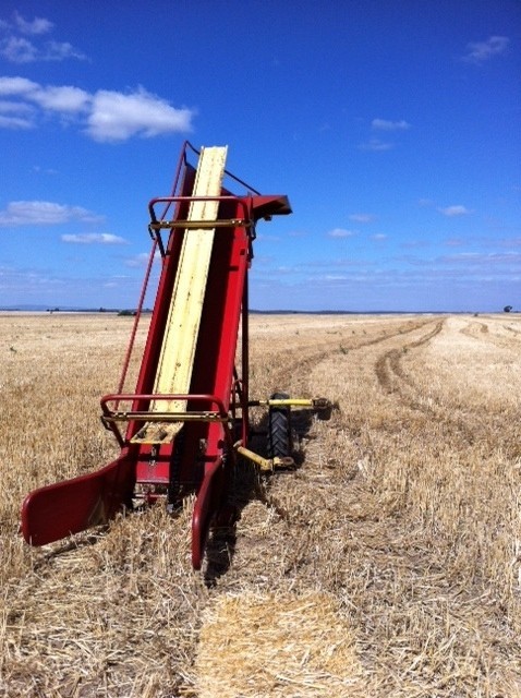 Hay and Straw